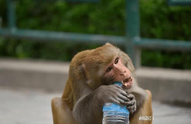 生成奇迹背后的‘水’谜踪:AI训练的环境影响与一杯水的反思 生成奇迹背后的‘水’谜踪:AI训练的环境影响与一杯水的反思