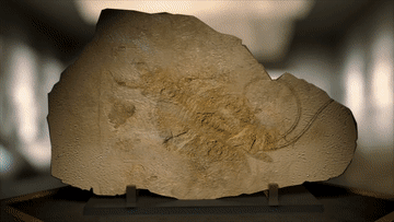 探索远古生命密码,寒武纪的奇妙之旅——跟着全国人大代表用AIGC看澄江化石地 探索远古生命密码,寒武纪的奇妙之旅——跟着全国人大代表用AIGC看澄江化石地