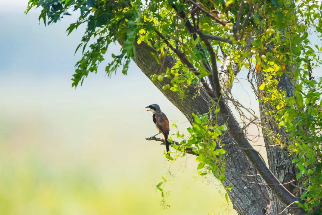 GPT出圈,PPT出局? GPT出圈,PPT出局?