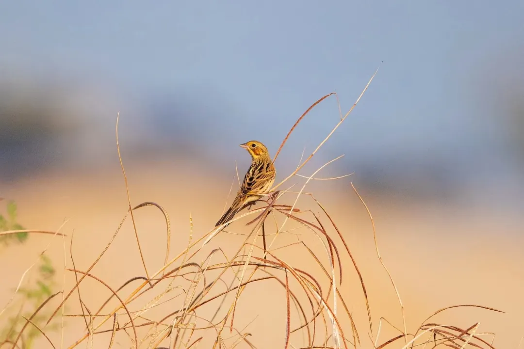 GPT出圈,PPT出局? GPT出圈,PPT出局?